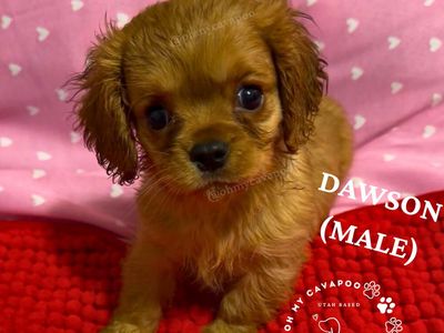 Mini Cavapoo Puppies - Ready Now!