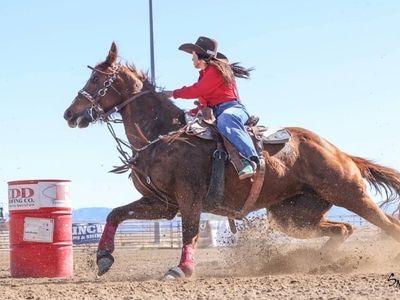12 yr old barrel horse