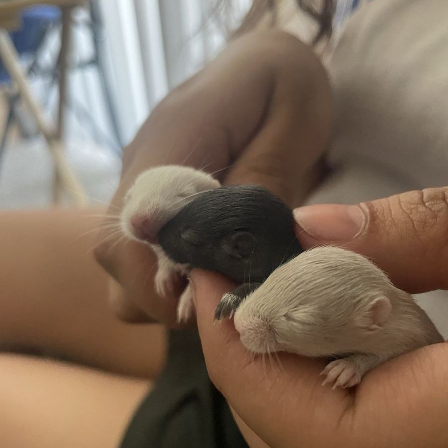 Baby Gerbils for Adoption - Various Colors, Easy to Care For