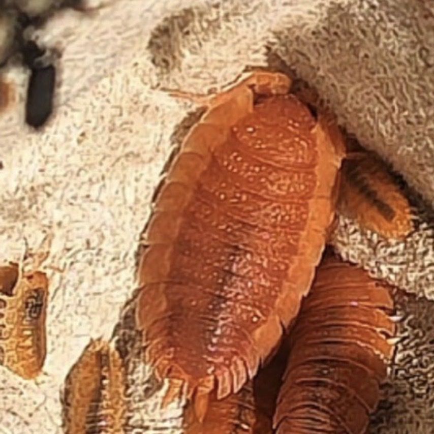 Spanish Orange Scaber Isopods