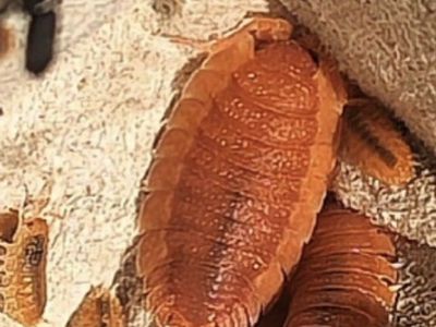 Spanish Orange Scaber Isopods