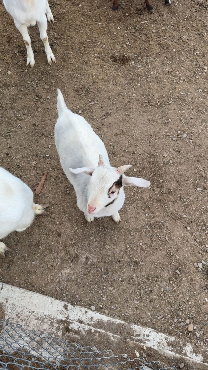Male Baby Goats