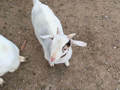 Male Baby Goats