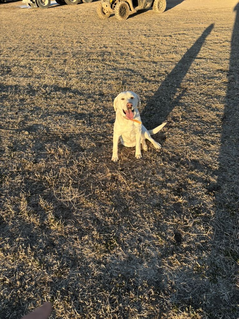 4 Year Old Akc White Lab Female
