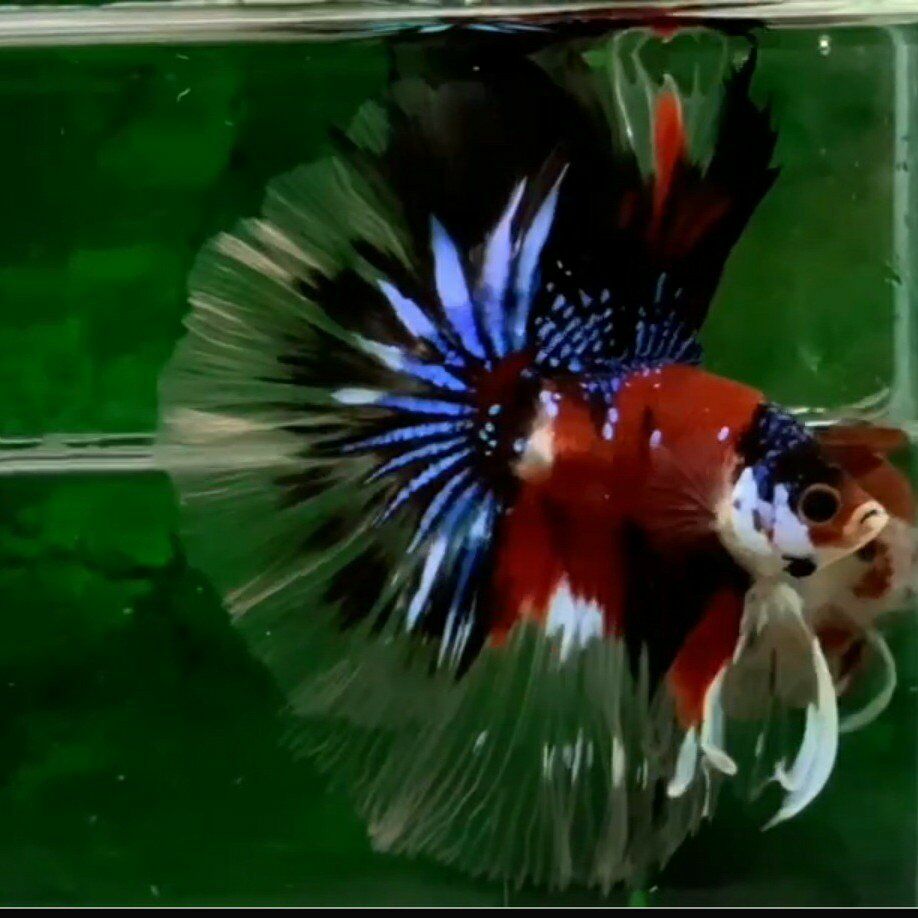 import halfmoon Betta.