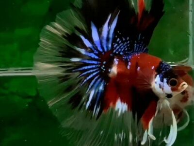 import halfmoon Betta.