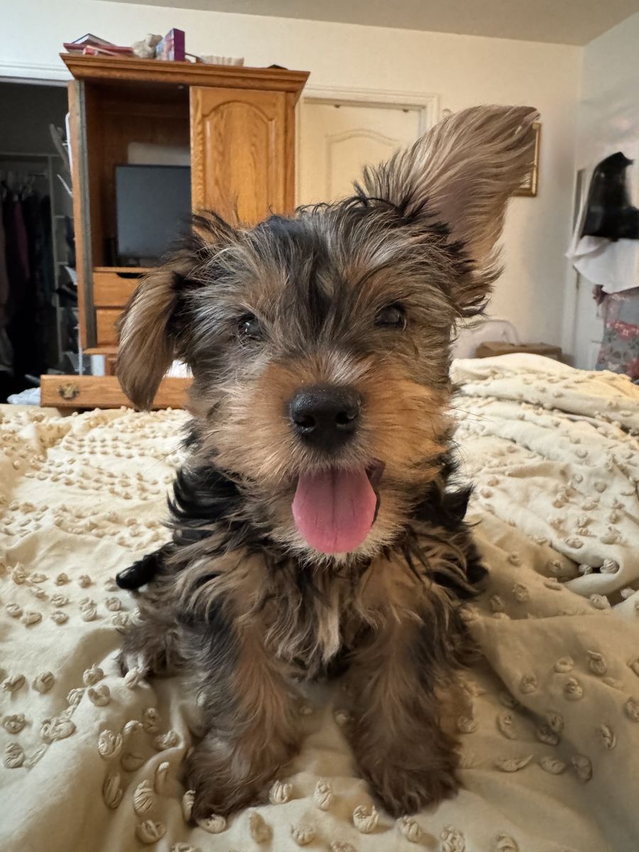 Male Yorkie Yorkshire Puppy