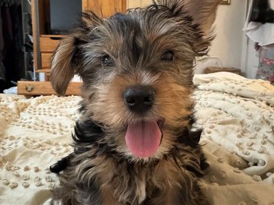 Male Yorkie Yorkshire Puppy