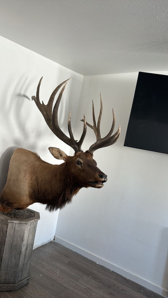 Large Elk Mount Taxidermy with Impressive Antlers 406” will trade for cargo van