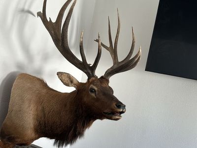 Large Elk Mount Taxidermy with Impressive Antlers 406” will trade for cargo van