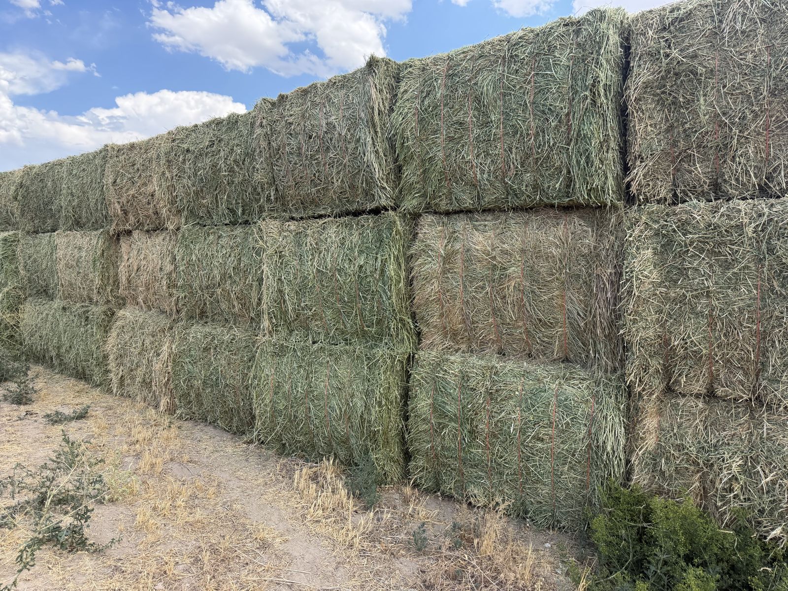 PREMIUM HORSE HAY