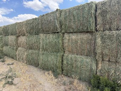 PREMIUM HORSE HAY