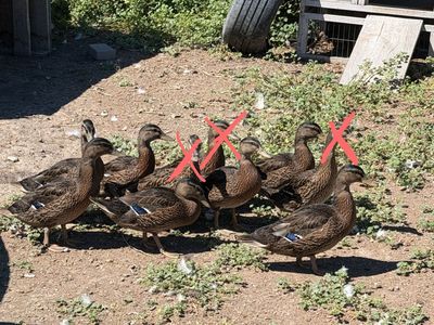 Mallard drakes ducks