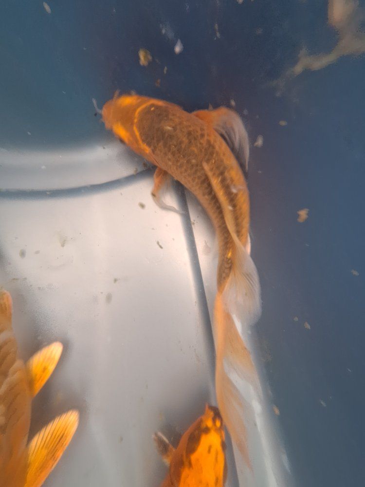 Main image 2