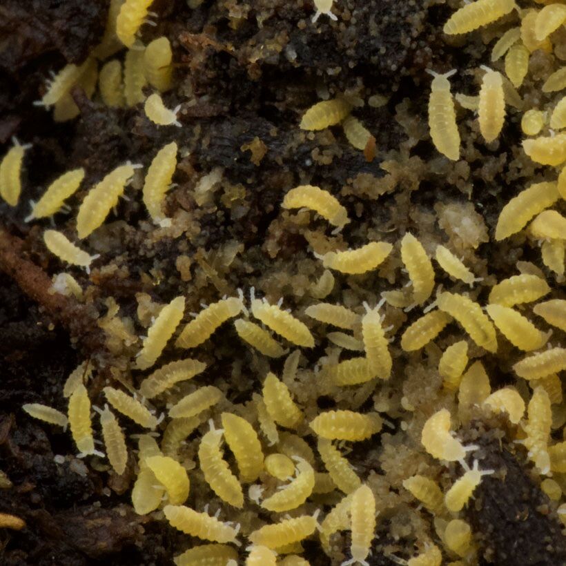 Yellow Albino Springtails