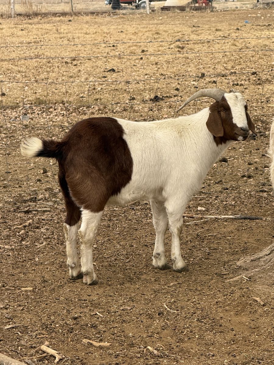 BIG, HEAVY GOAT WETHERS