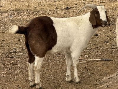 BIG, HEAVY GOAT WETHERS