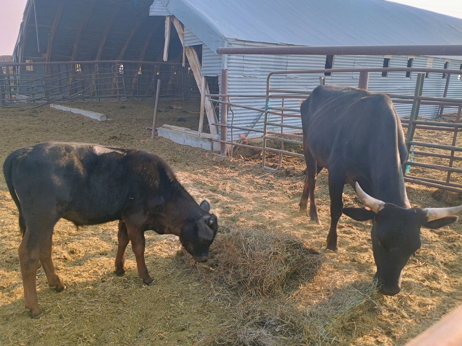 Bucking cow/bull calf pair
