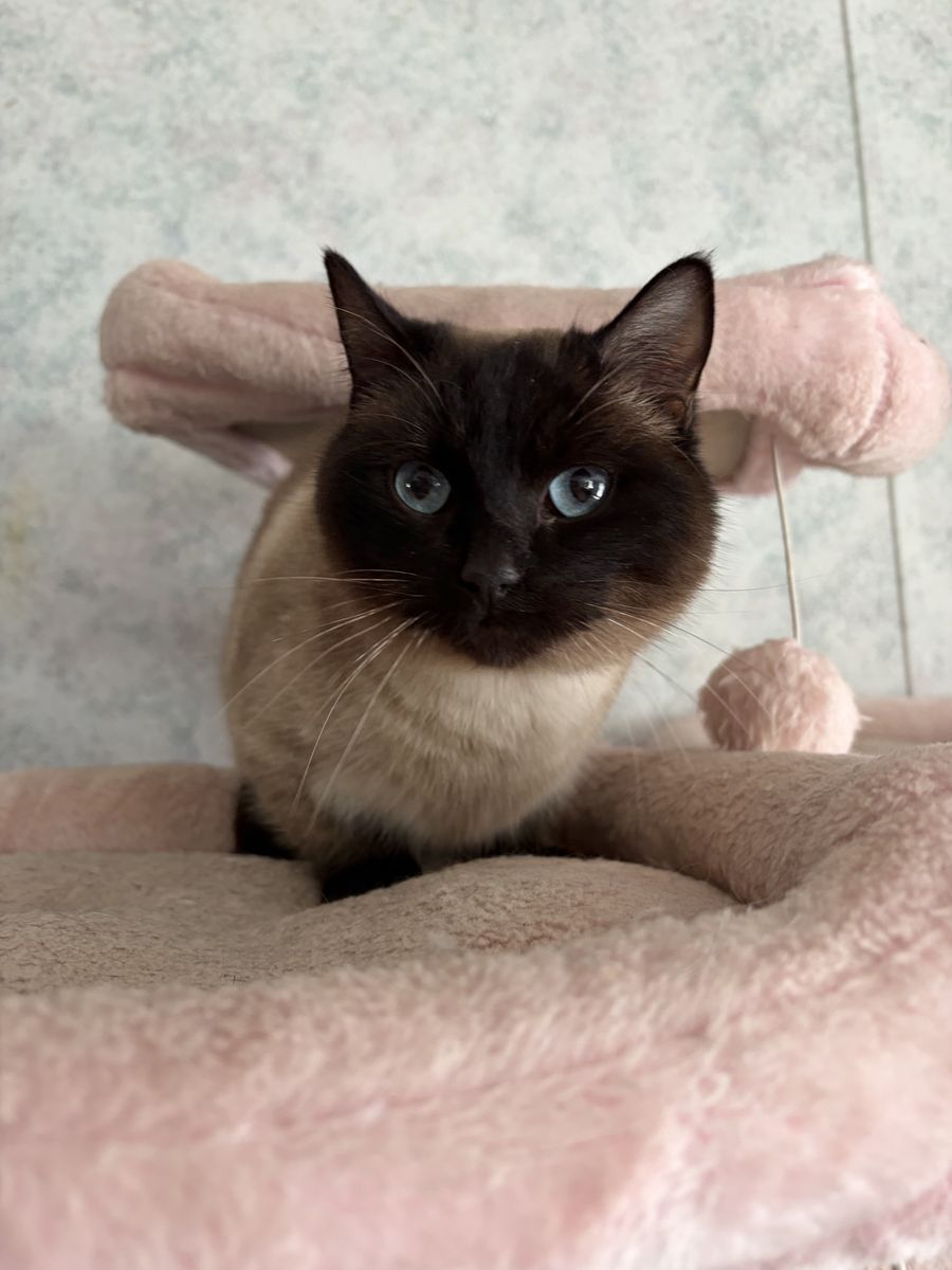 Munchkin Dwarf Female