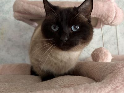 Munchkin Dwarf Female