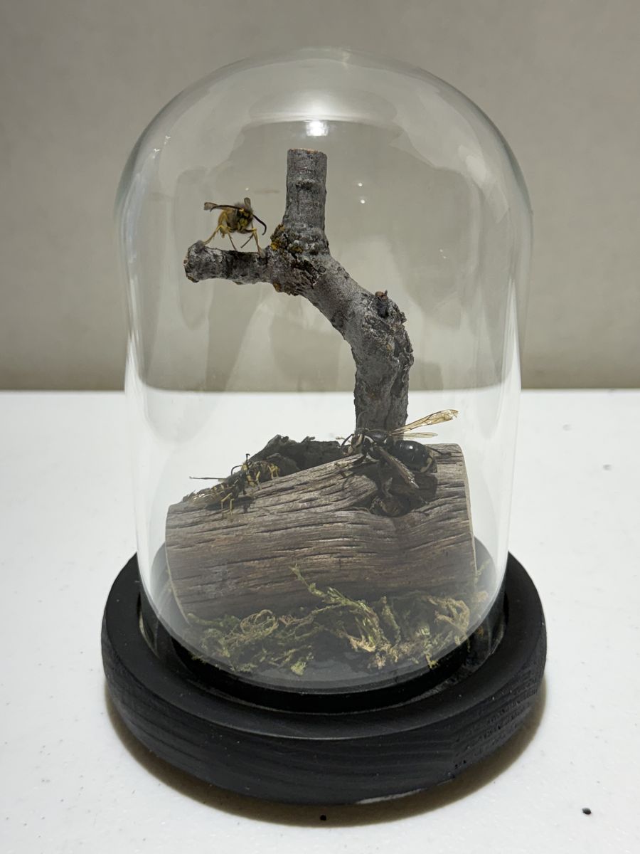 Hornet Insect Taxidermy Dome Cloche