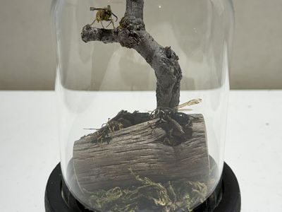 Hornet Insect Taxidermy Dome Cloche