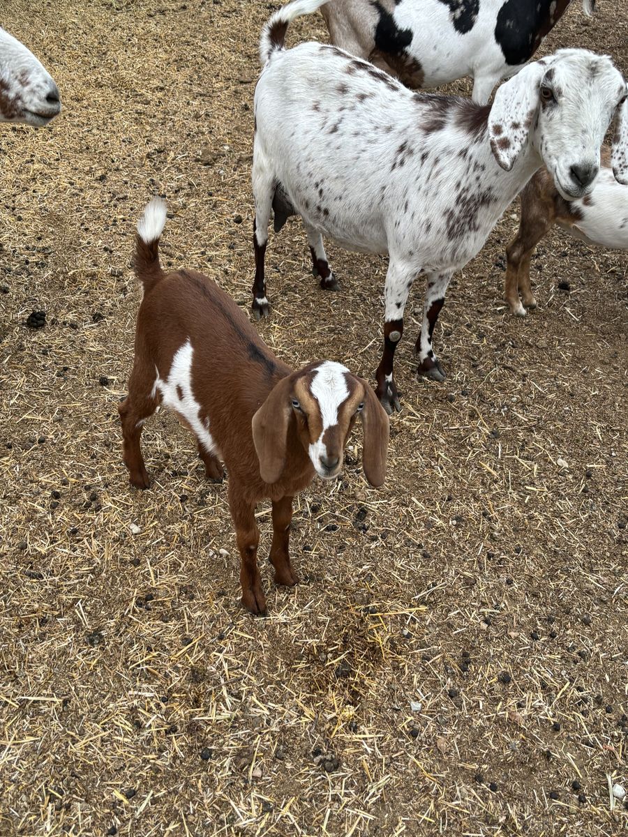 Mini Nubian doelings