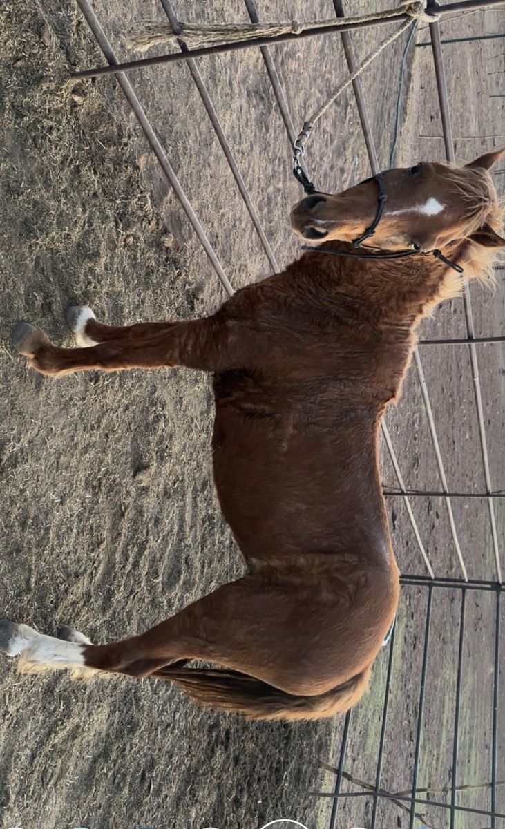 Pony for sale