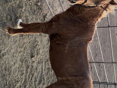 Pony for sale
