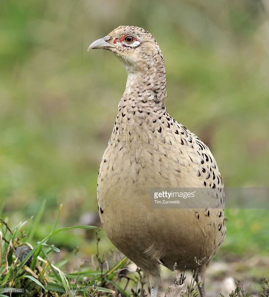 PHEASANT HENS