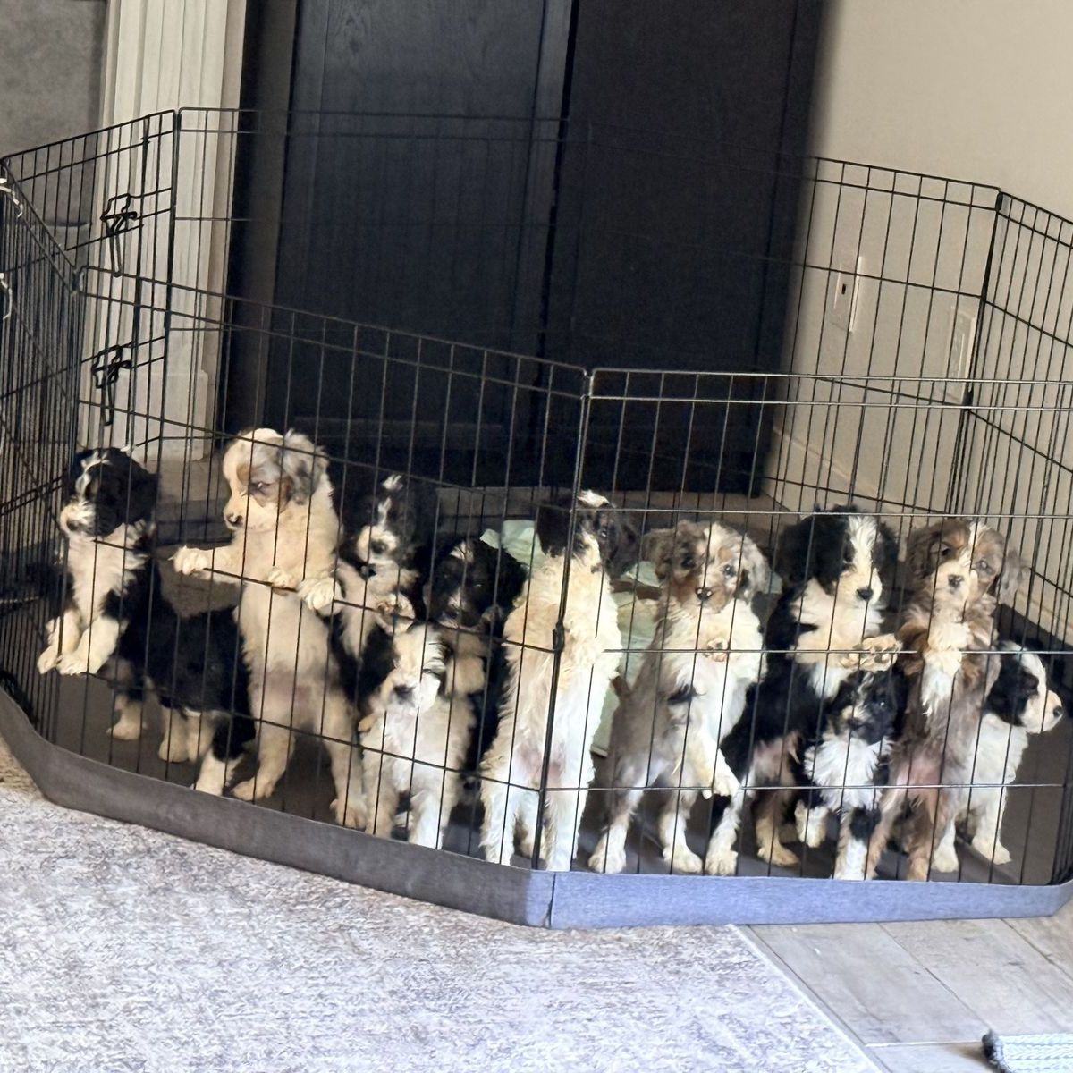 Mini Aussie doodle like mini Berne doodle