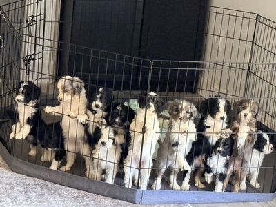 Mini Aussie doodle like mini Berne doodle