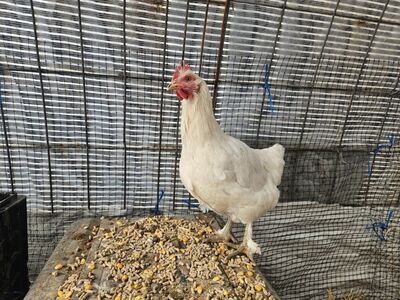 White leghorn mix hen
