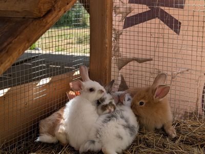 Darling Bunnies 8 weeks old!