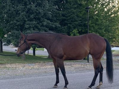 2023 AQHA Mare