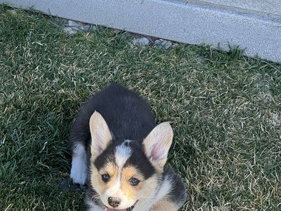 Pembroke Welsh Corgi Puppies