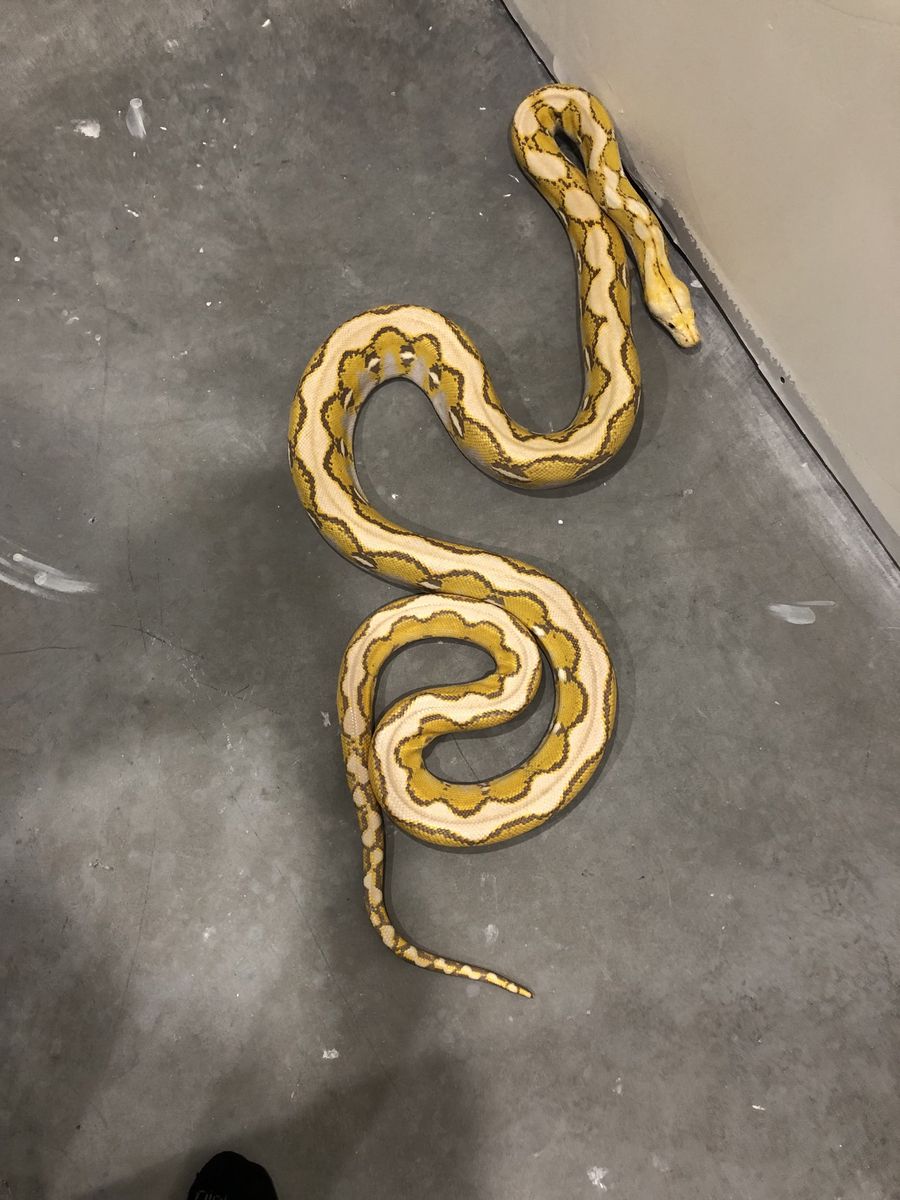 2020 platinum orange glow male retic