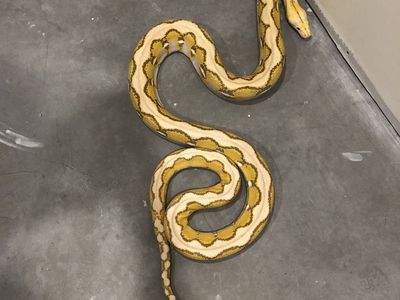 2020 platinum orange glow male retic