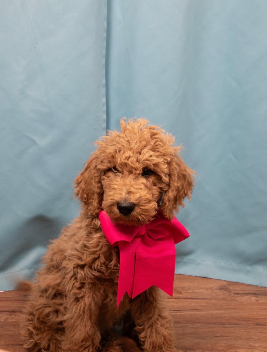 F2BB Female Goldendoodle