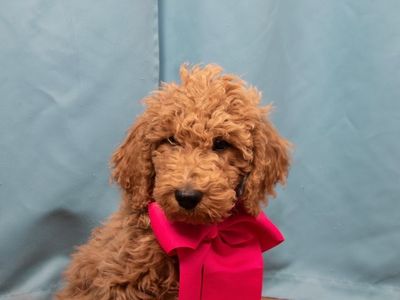 F2BB Female Goldendoodle