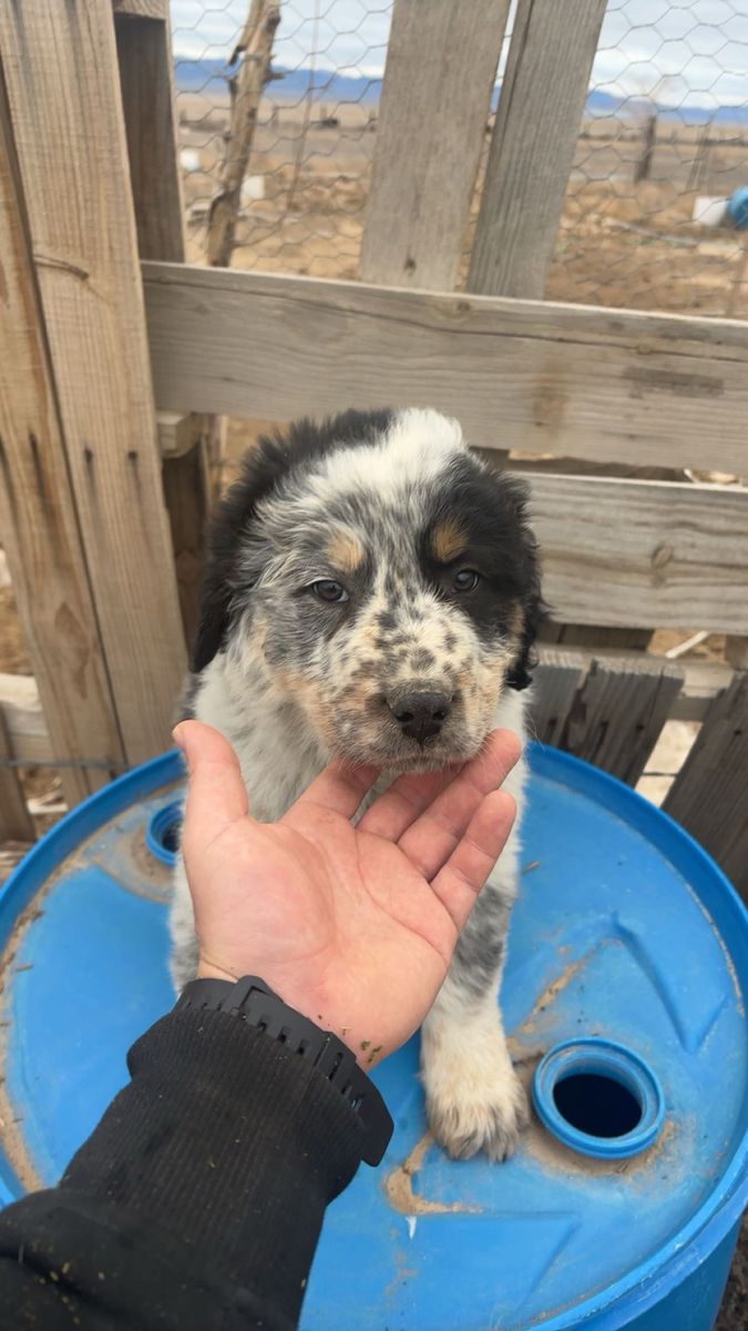 puppies