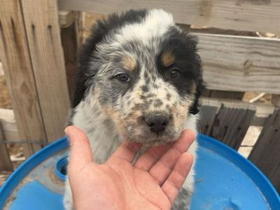 puppies