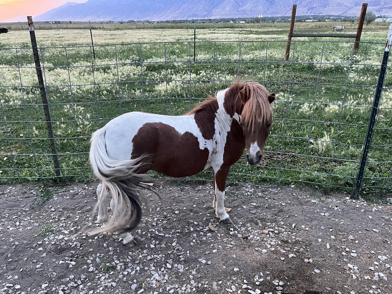 Mini horses