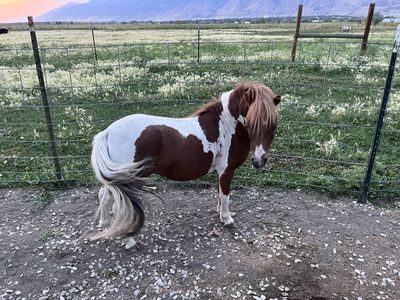 Mini horses