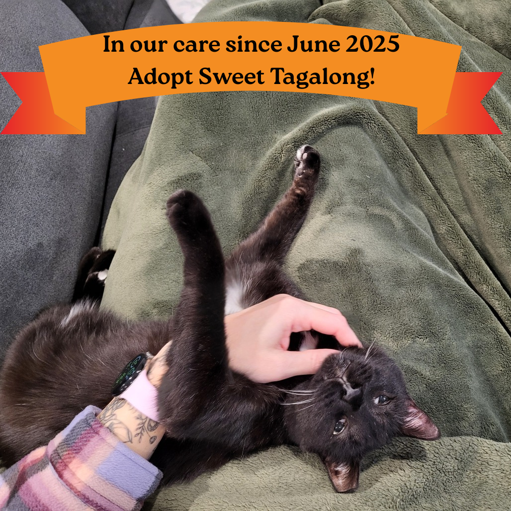 Hello my name is Tagalong