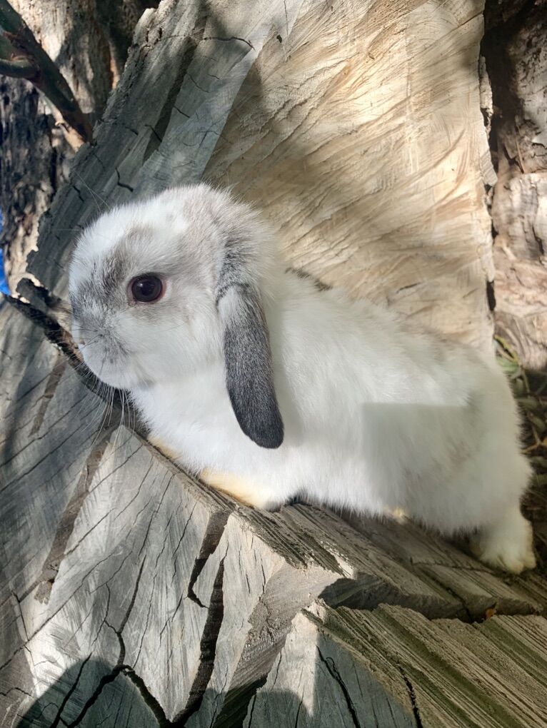 Darling Young Broken Chinchilla Holland Lop Bunny