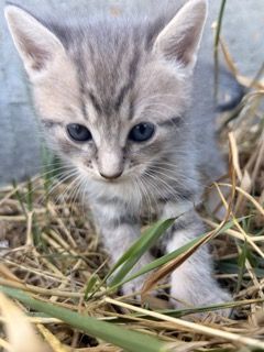 Kittens Vaccinated