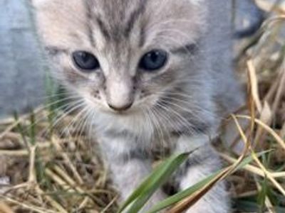 Kittens Vaccinated
