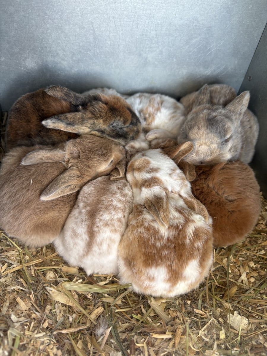 Pure Standard Rex Rabbits