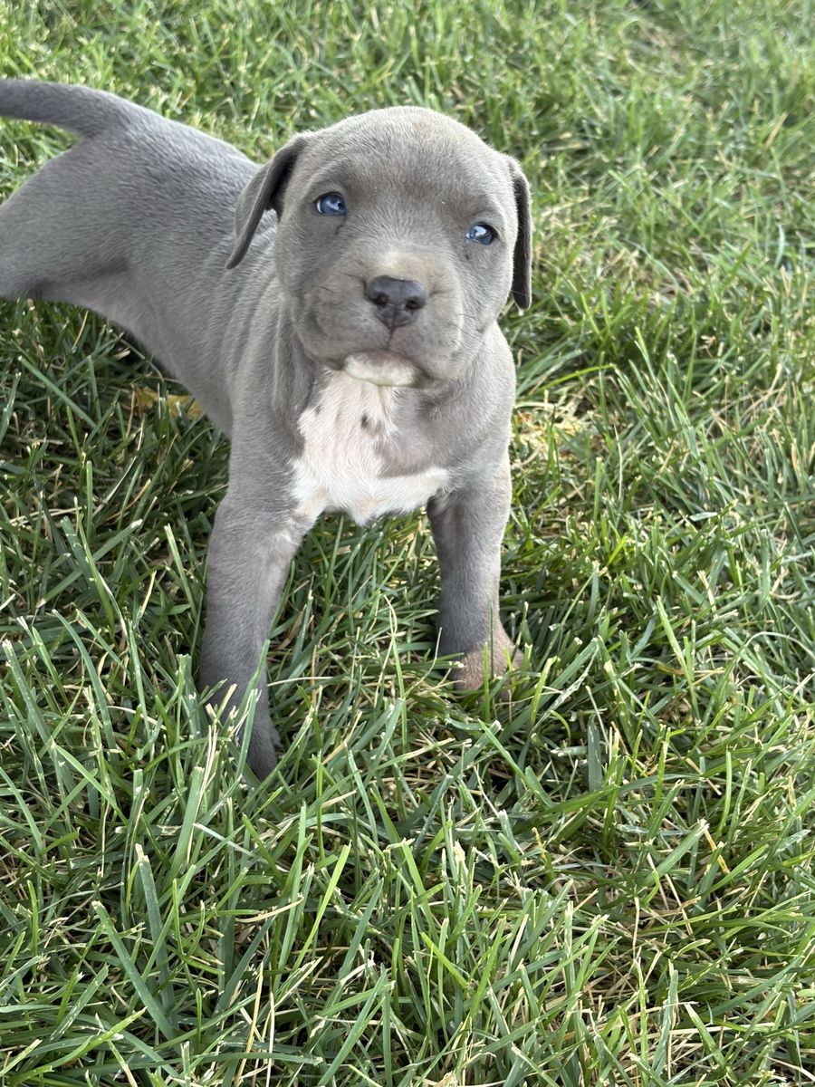 Blue nose pitbull puppies 